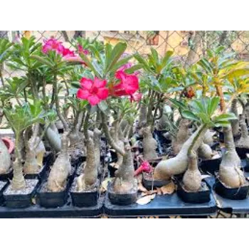 Gorgeous Adenium Plant